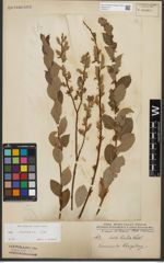 Foto von Salix starkeana Willd.